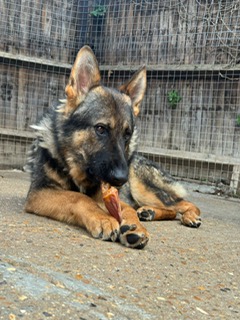 DIESEL - KENT